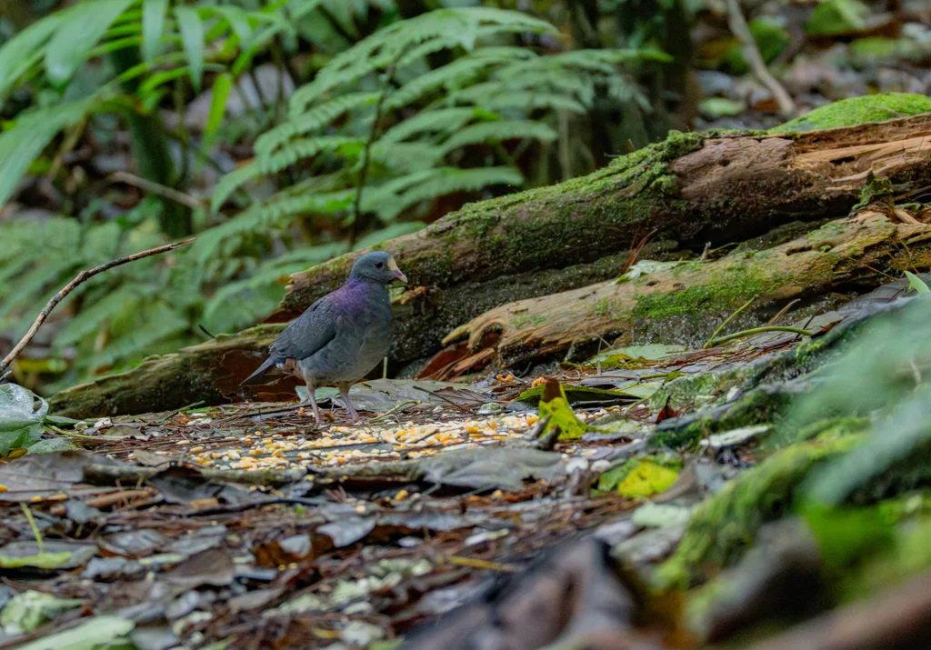 白额鹑鸠(Geotrygon leucometopia)