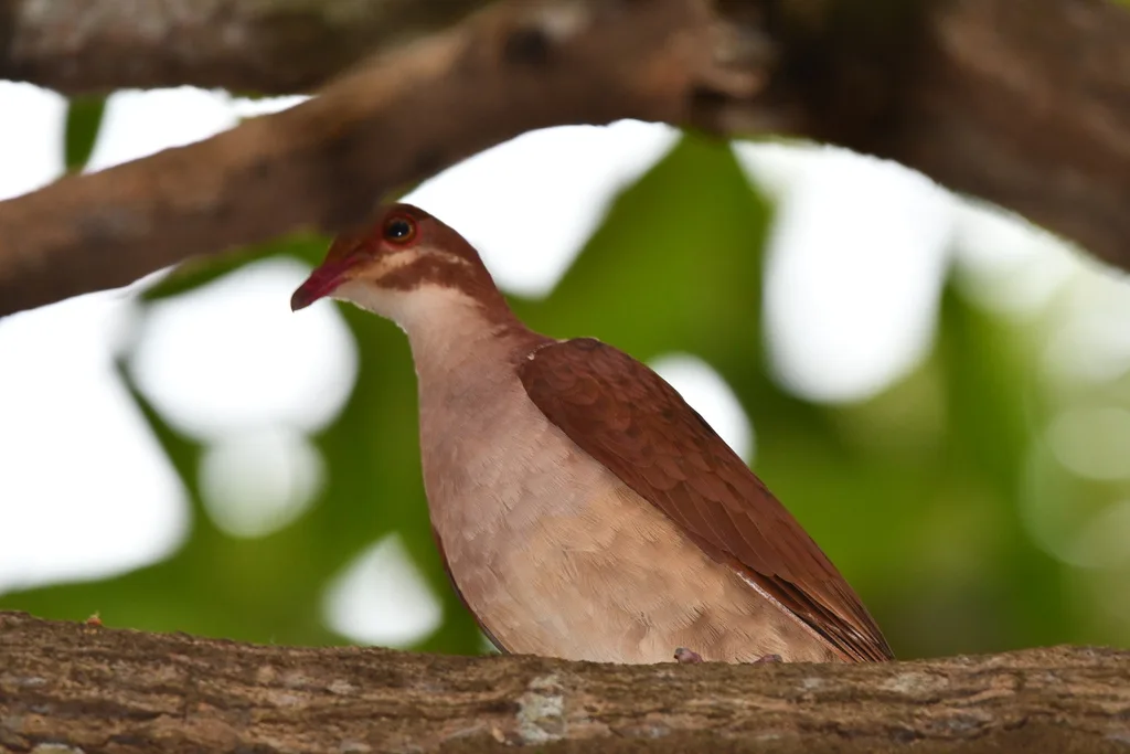 红鹑鸠（Geotrygon montana）