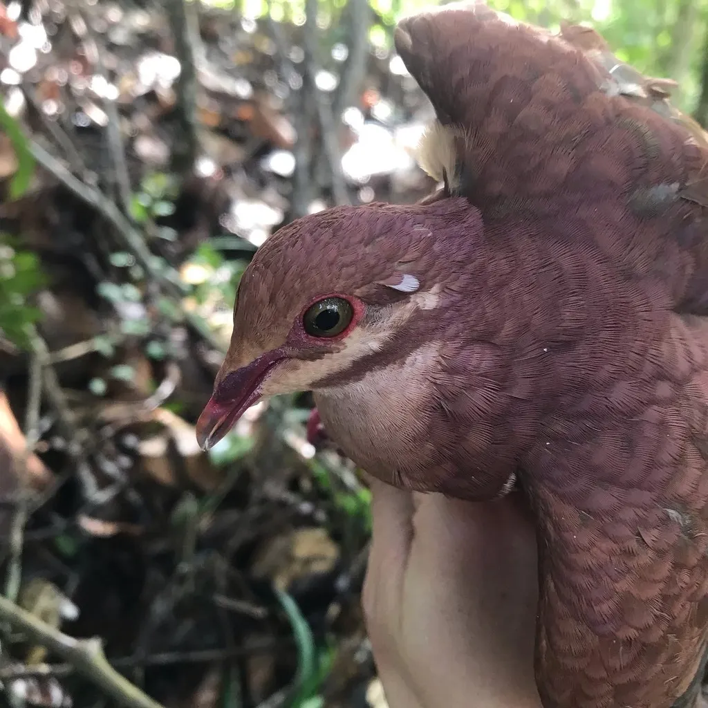 红鹑鸠（Geotrygon montana）