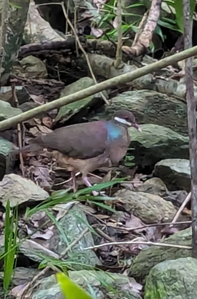 绿颈鹑鸠(Geotrygon mystacea)
