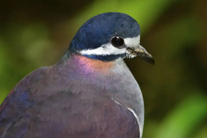 蓝冠鹑鸠(Geotrygon purpurata)