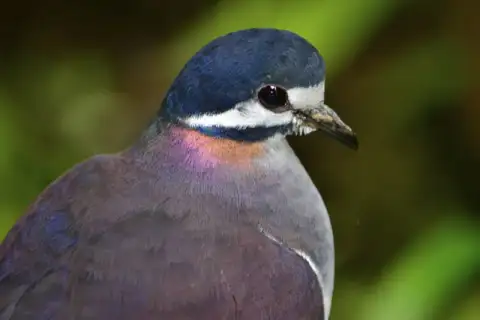 蓝冠鹑鸠