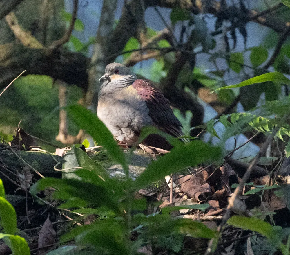 凤头鹑鸠(Geotrygon versicolor)