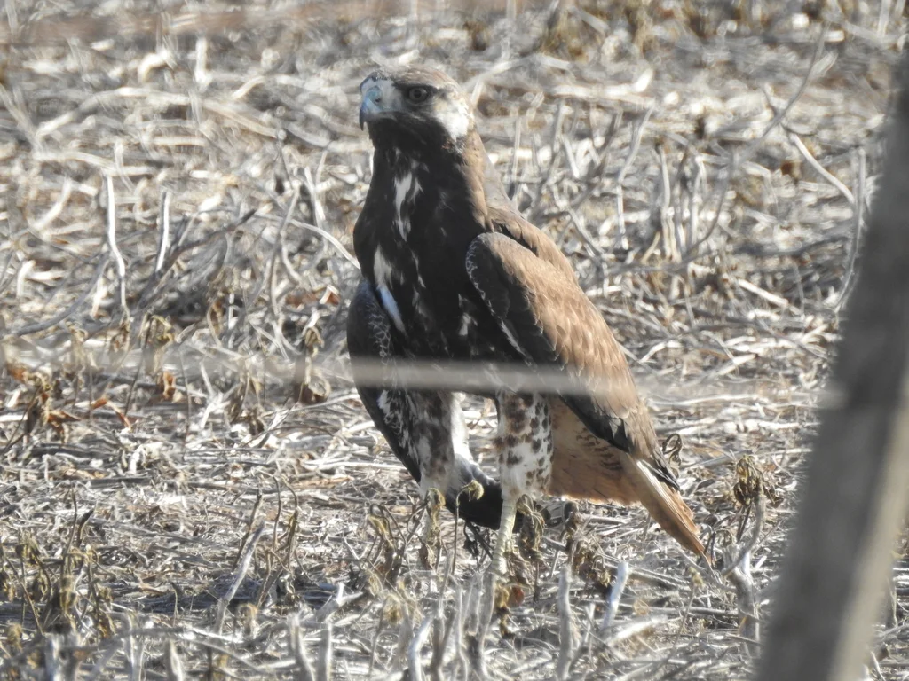 白尾鵟(Geranoaetus albicaudatus)