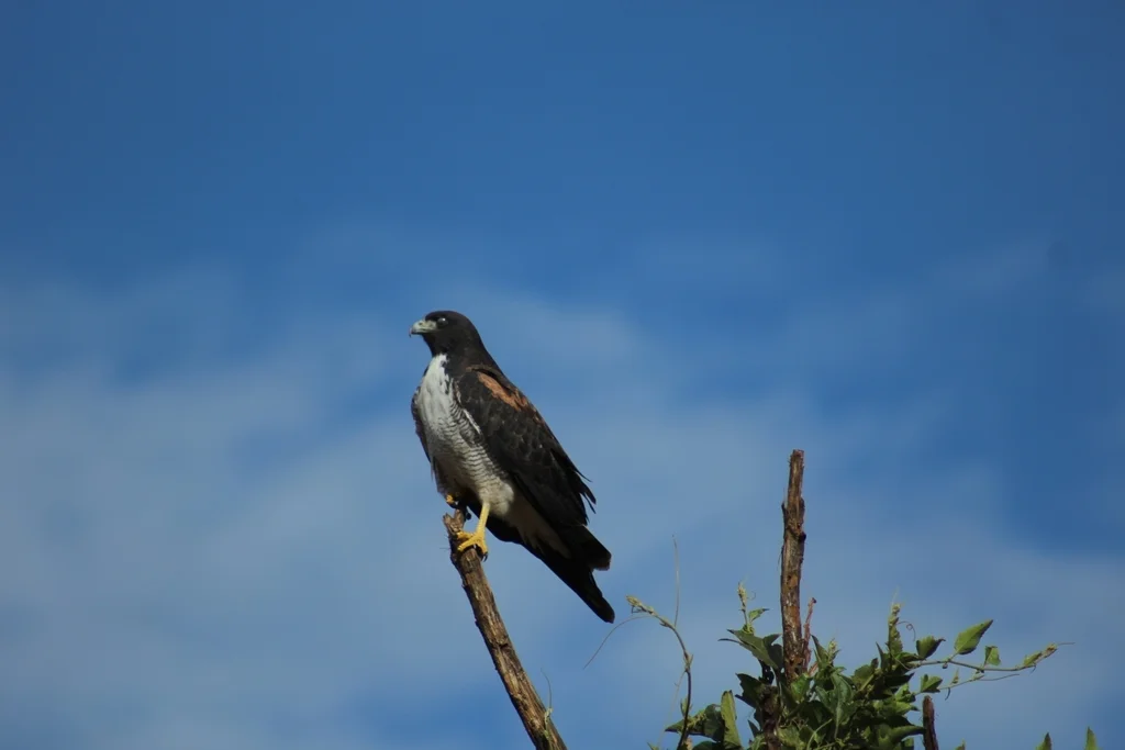 白尾鵟(Geranoaetus albicaudatus)