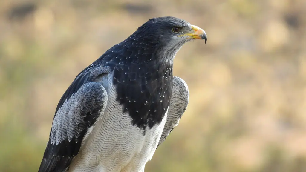 鵟雕（Geranoaetus melanoleucus）