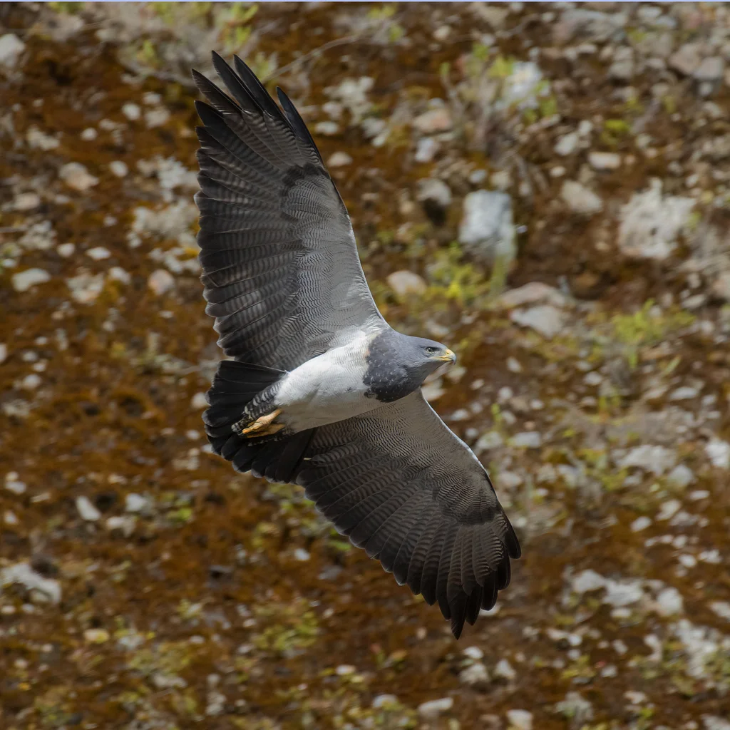 鵟雕（Geranoaetus melanoleucus）