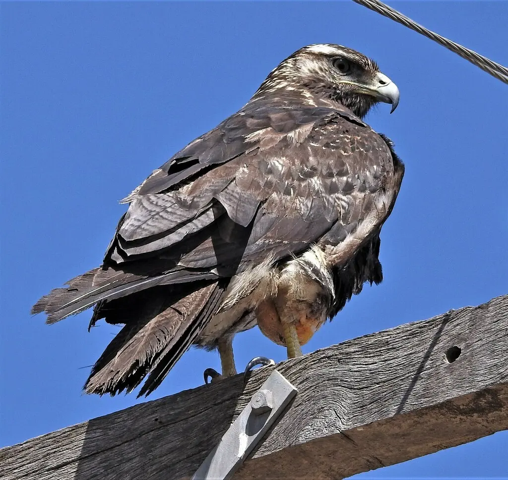 鵟雕（Geranoaetus melanoleucus）