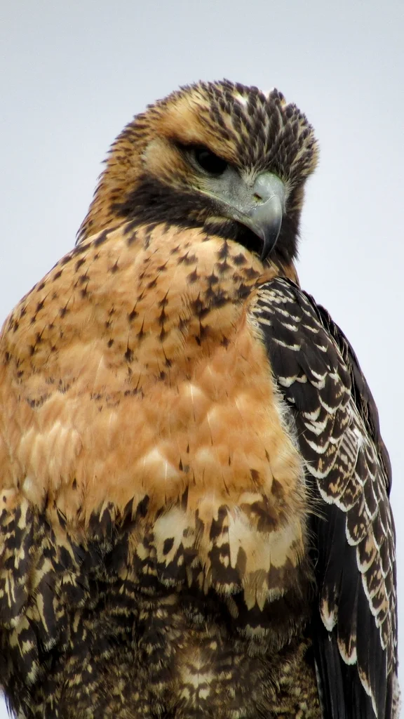红背鵟(Geranoaetus polyosoma)