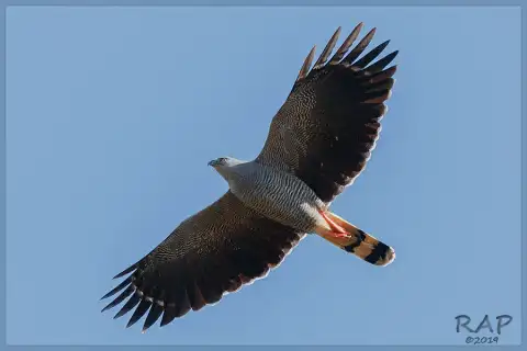 鹤鹰