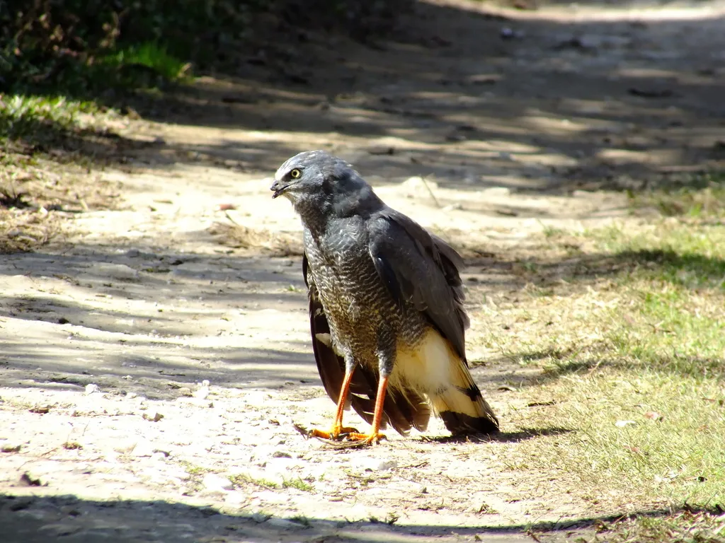 鹤鹰(Geranospiza caerulescens)