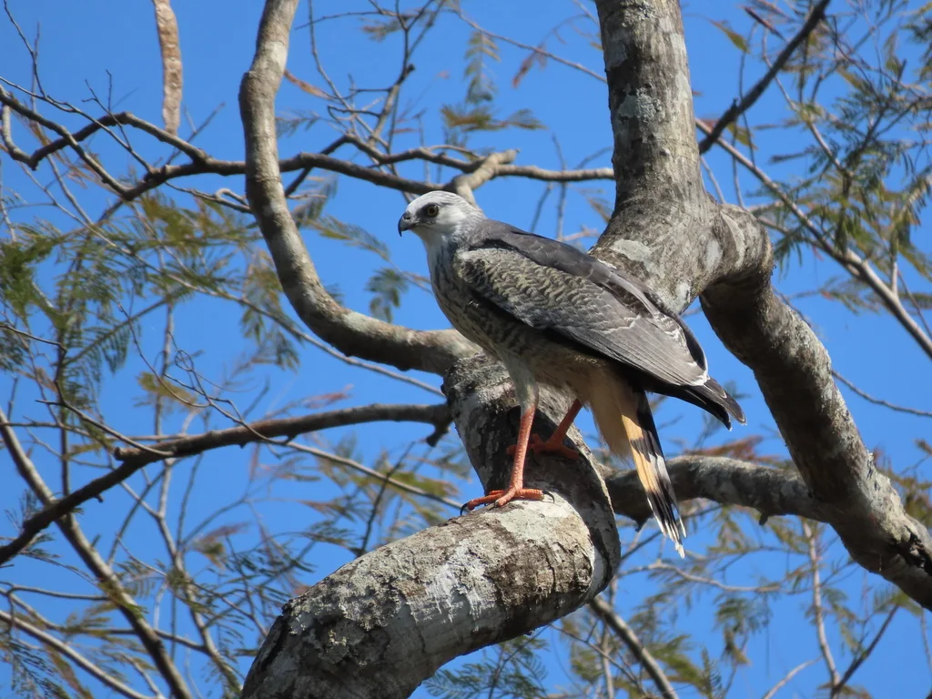 鹤鹰(Geranospiza caerulescens)