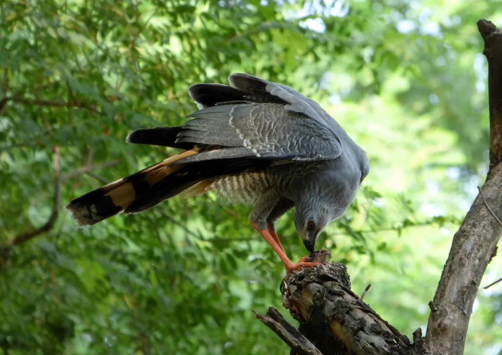 鹤鹰(Geranospiza caerulescens)