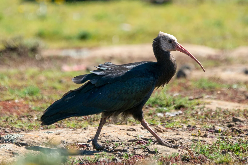 秃鹮(Geronticus calvus)