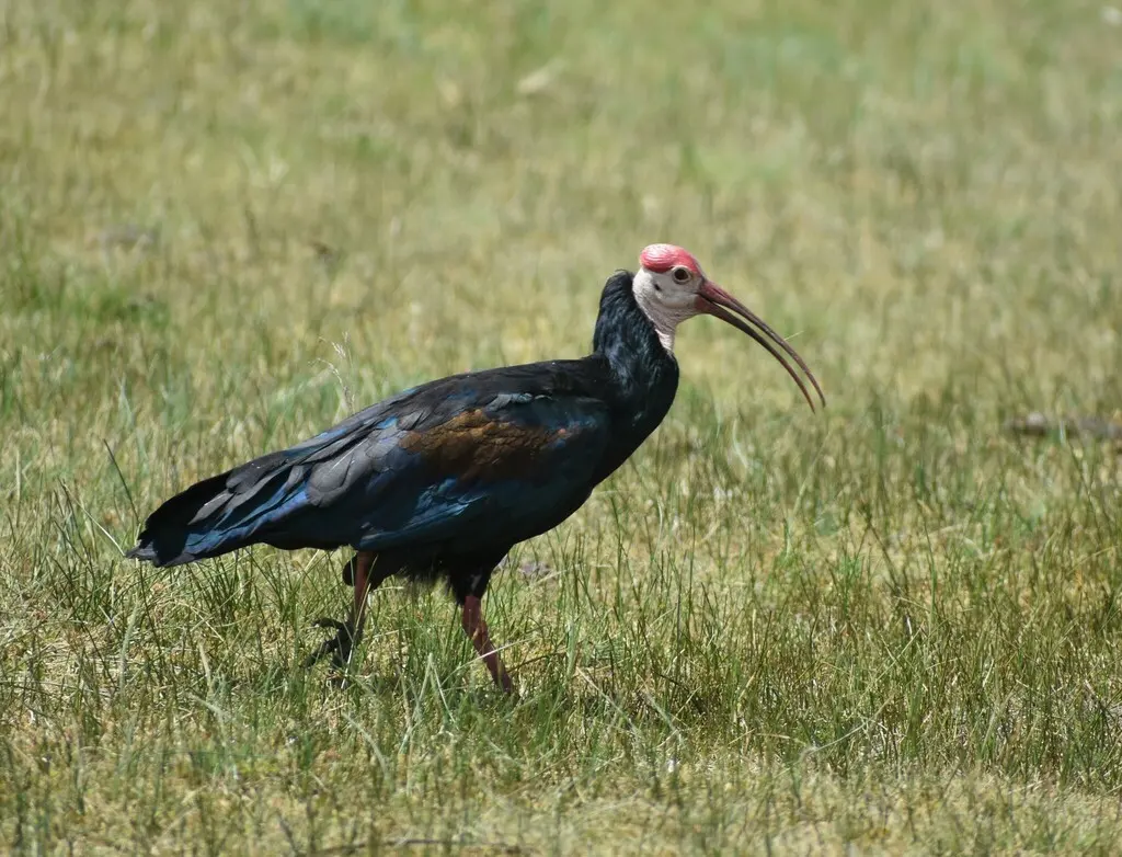秃鹮(Geronticus calvus)