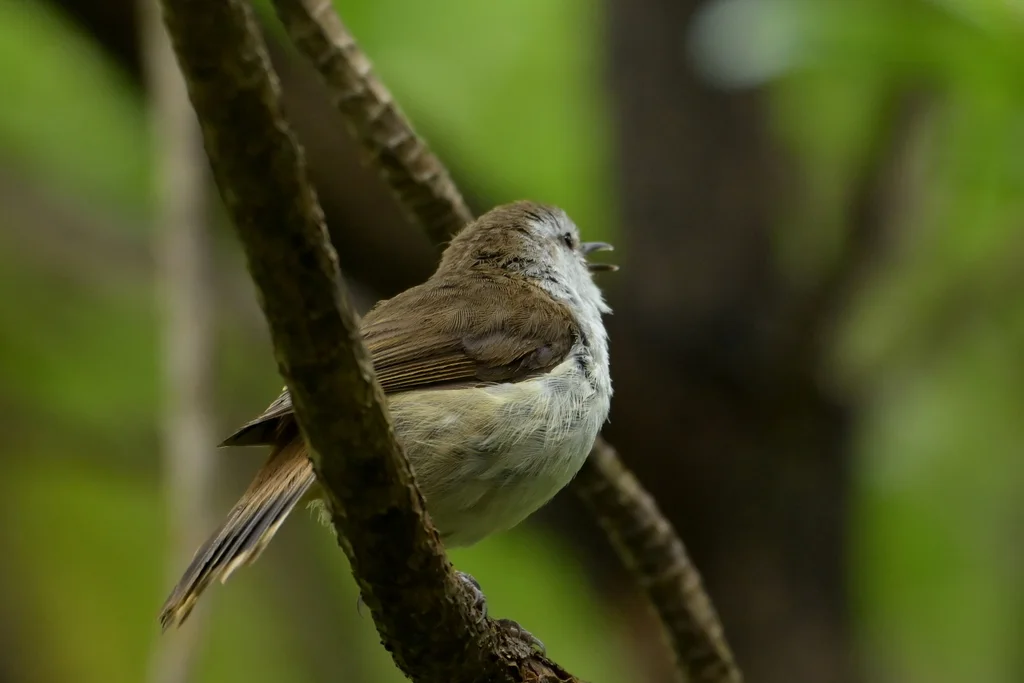 查岛噪刺莺(Gerygone albofrontata)