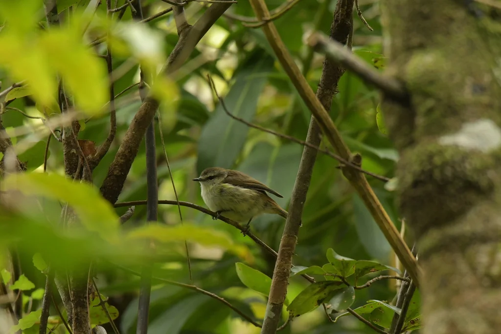 查岛噪刺莺(Gerygone albofrontata)