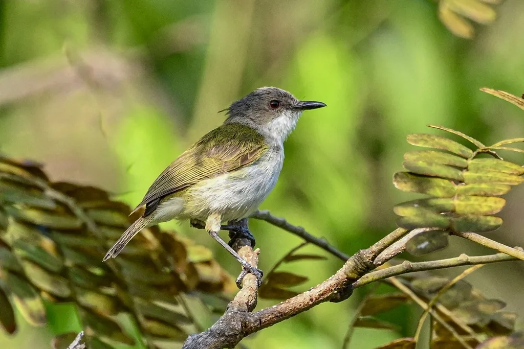 灰头噪刺莺(Gerygone chloronota)