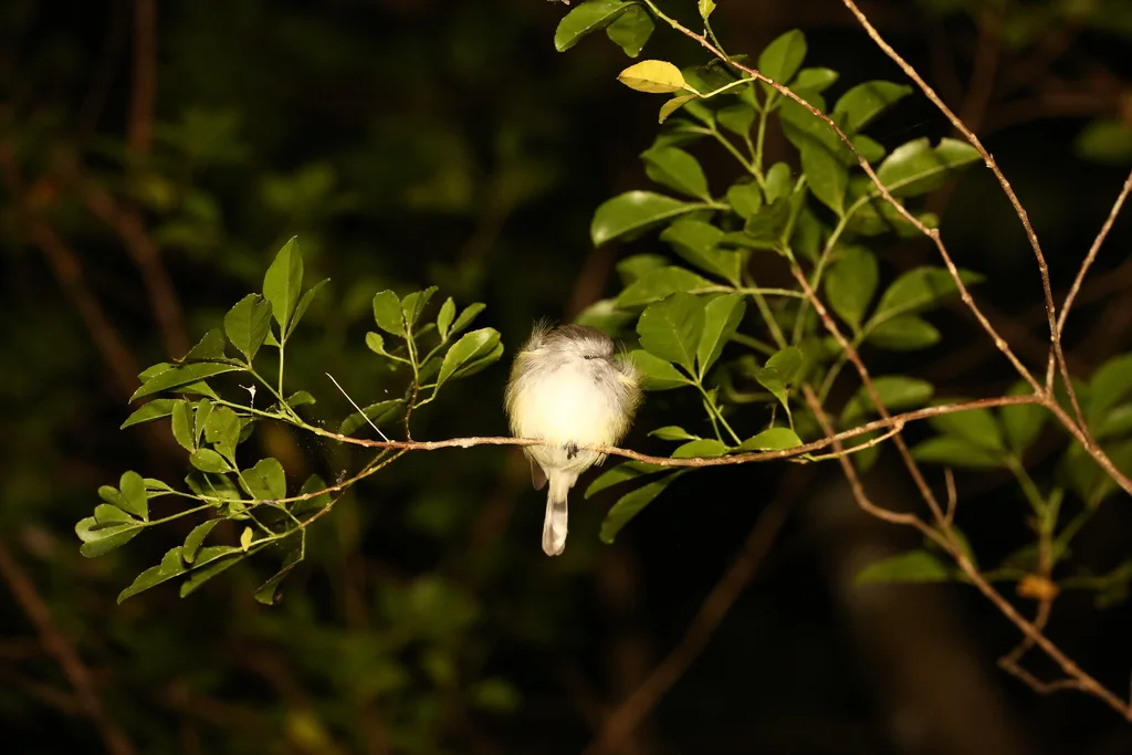 扇尾噪刺莺(Gerygone flavolateralis)