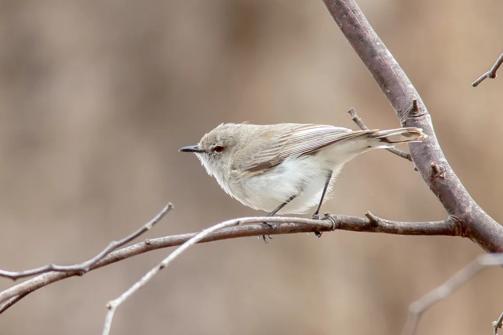 西噪刺莺(Gerygone fusca)