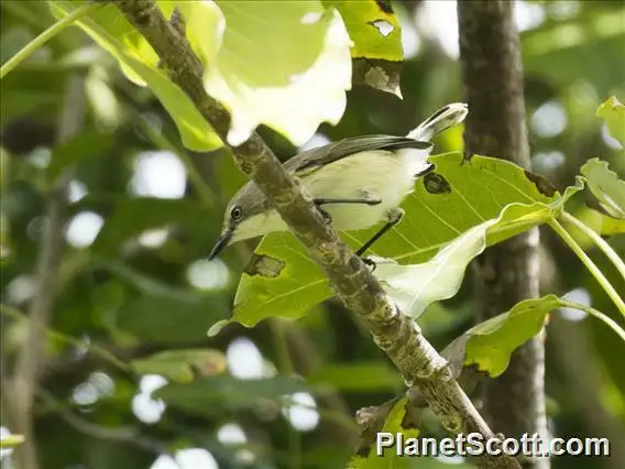 纯色噪刺莺(Gerygone inornata)
