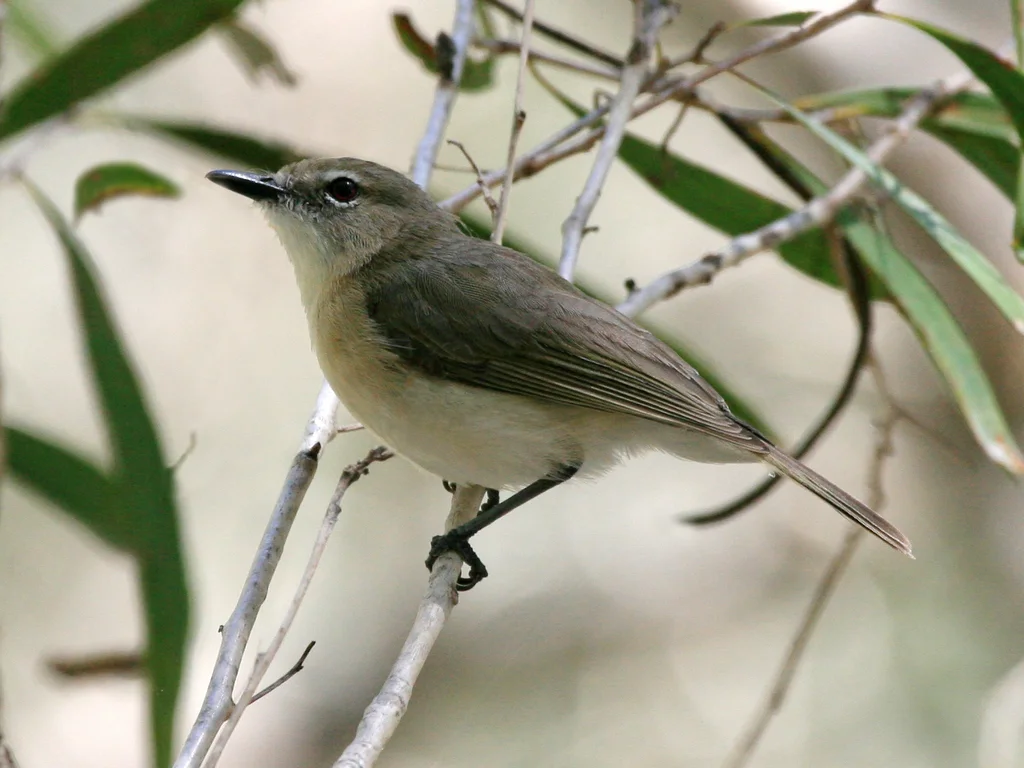 沼泽噪刺莺（Gerygone magnirostris）
