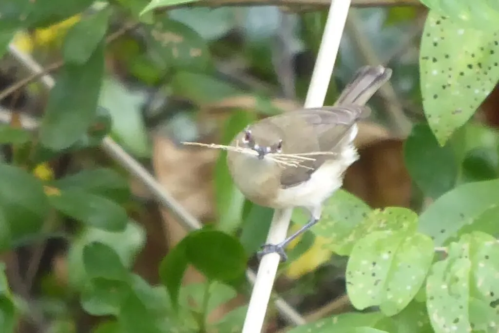 沼泽噪刺莺（Gerygone magnirostris）