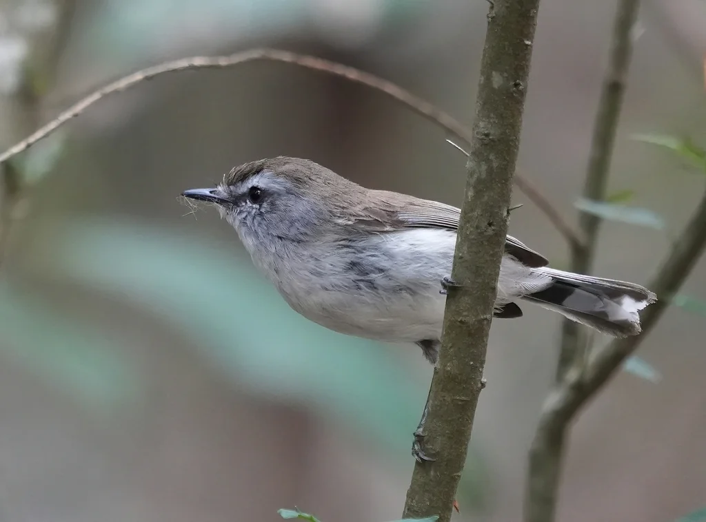 褐噪刺莺(Gerygone mouki)