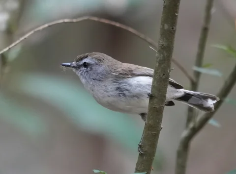 褐噪刺莺