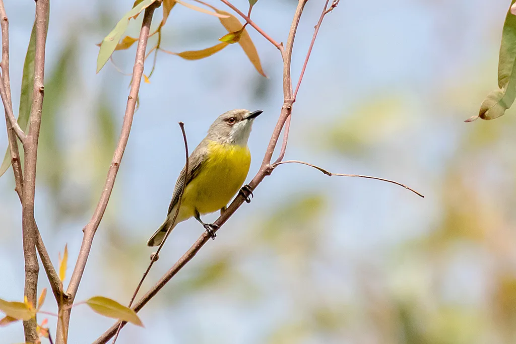 白喉噪刺莺(Gerygone olivacea)