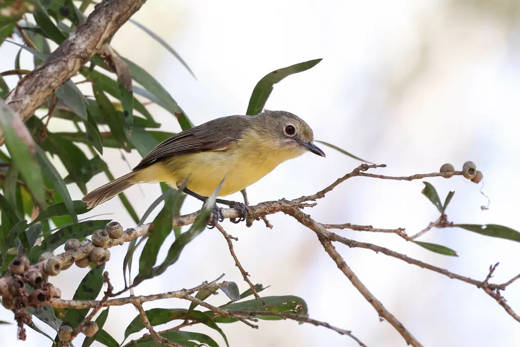 黑头噪刺莺(Gerygone palpebrosa)
