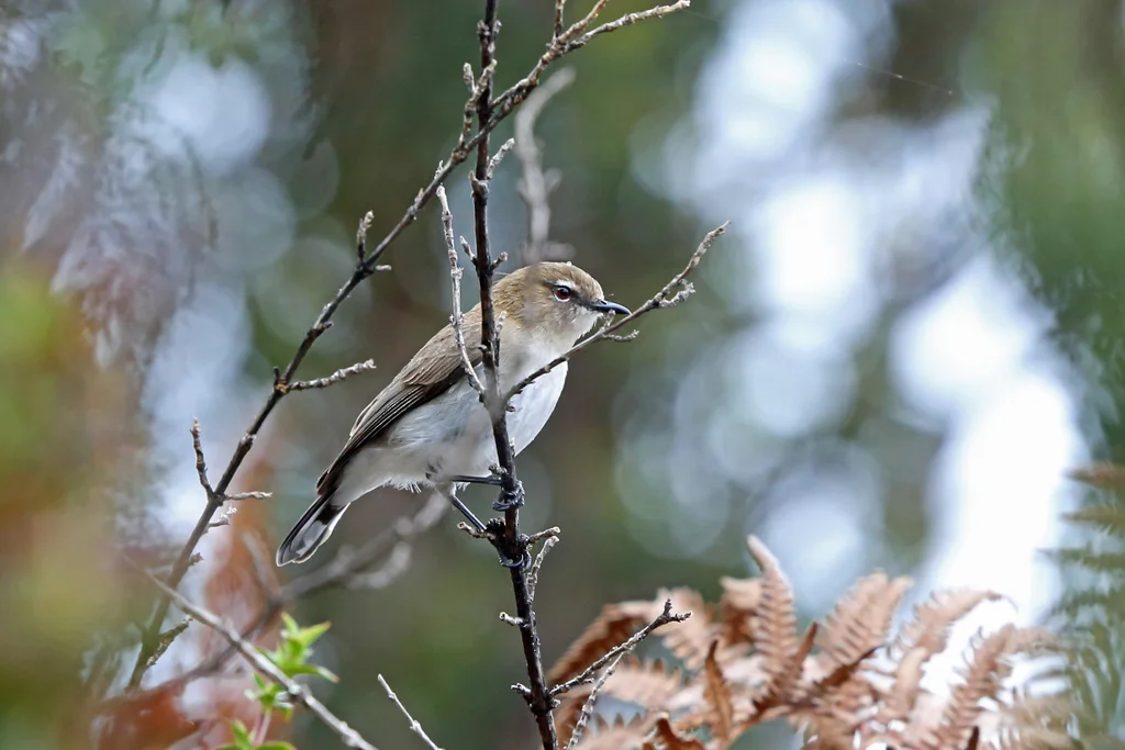 褐胸噪刺莺(Gerygone ruficollis)