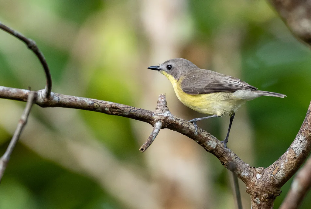 黄胸噪刺莺(Gerygone sulphurea)
