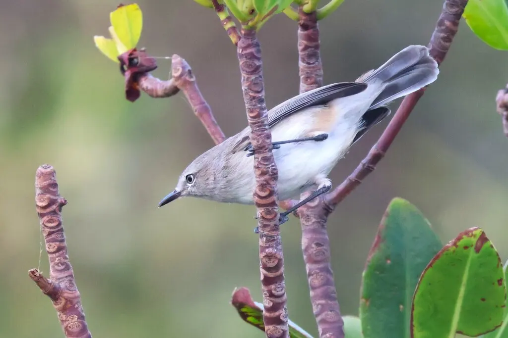 暗色噪刺莺(Gerygone tenebrosa)