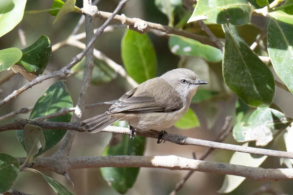 暗色噪刺莺(Gerygone tenebrosa)