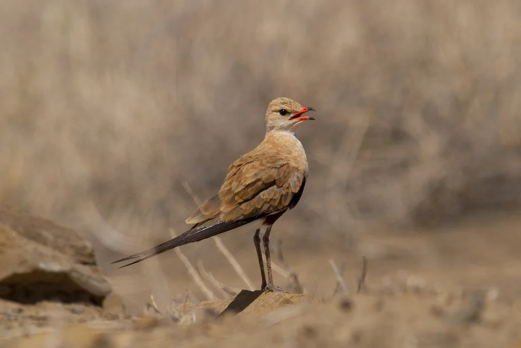 澳洲燕鸻(Glareola isabella)