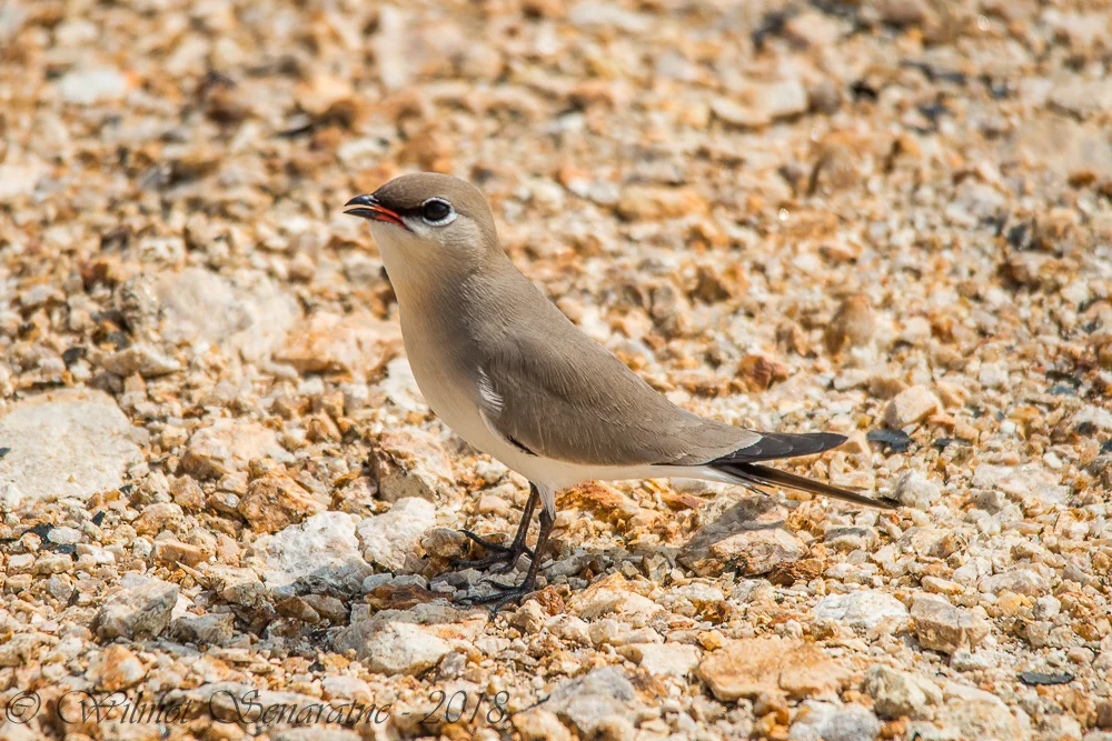 灰燕鸻(Glareola lactea)