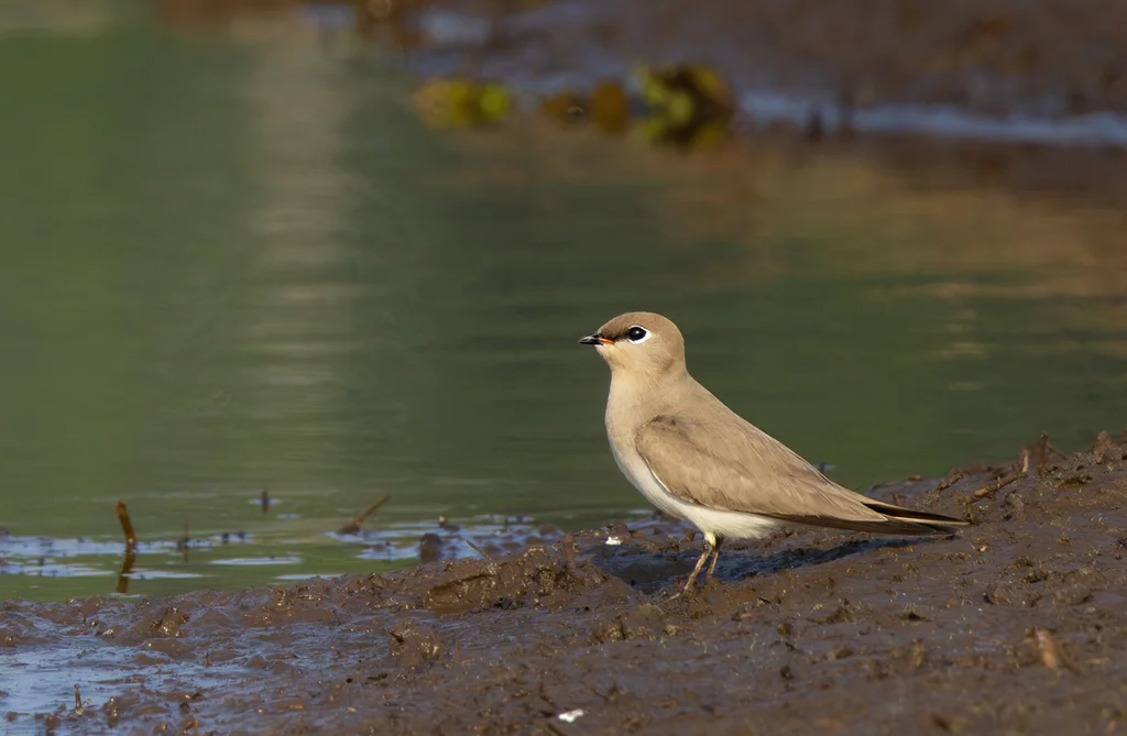 灰燕鸻(Glareola lactea)