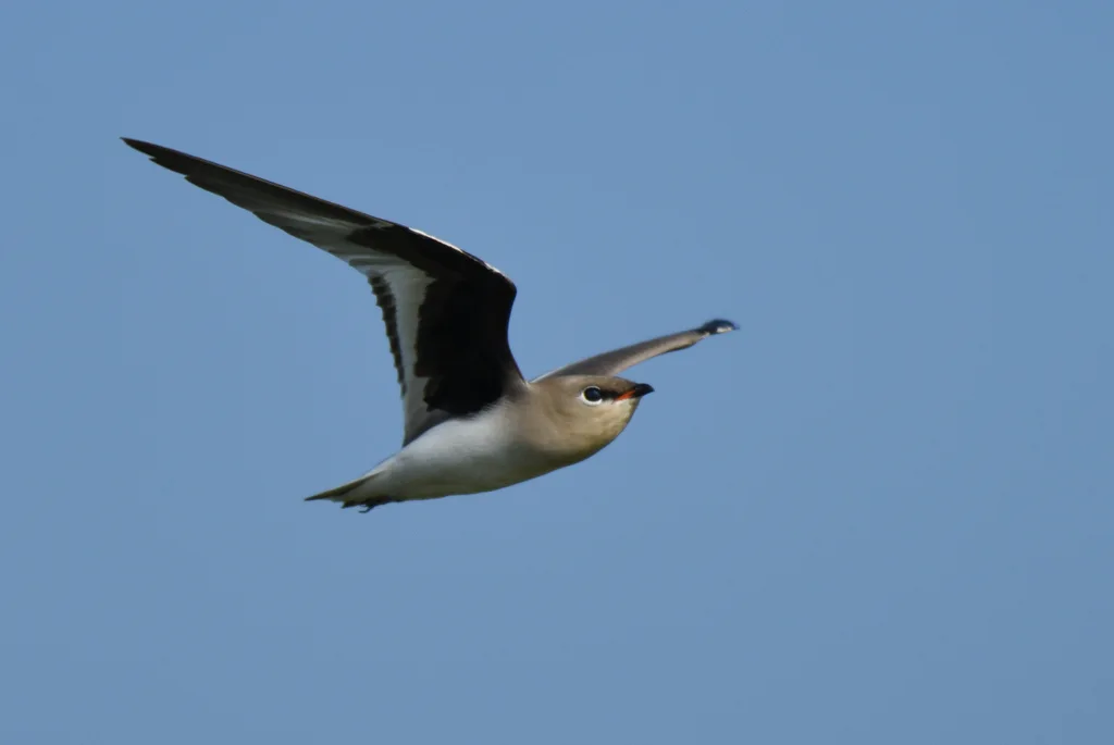 灰燕鸻(Glareola lactea)