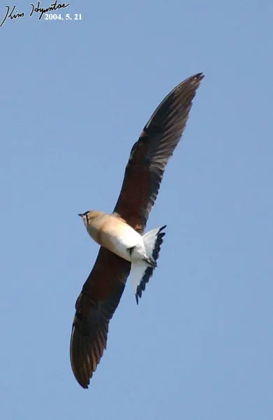 普通燕鸻(Glareola maldivarum)