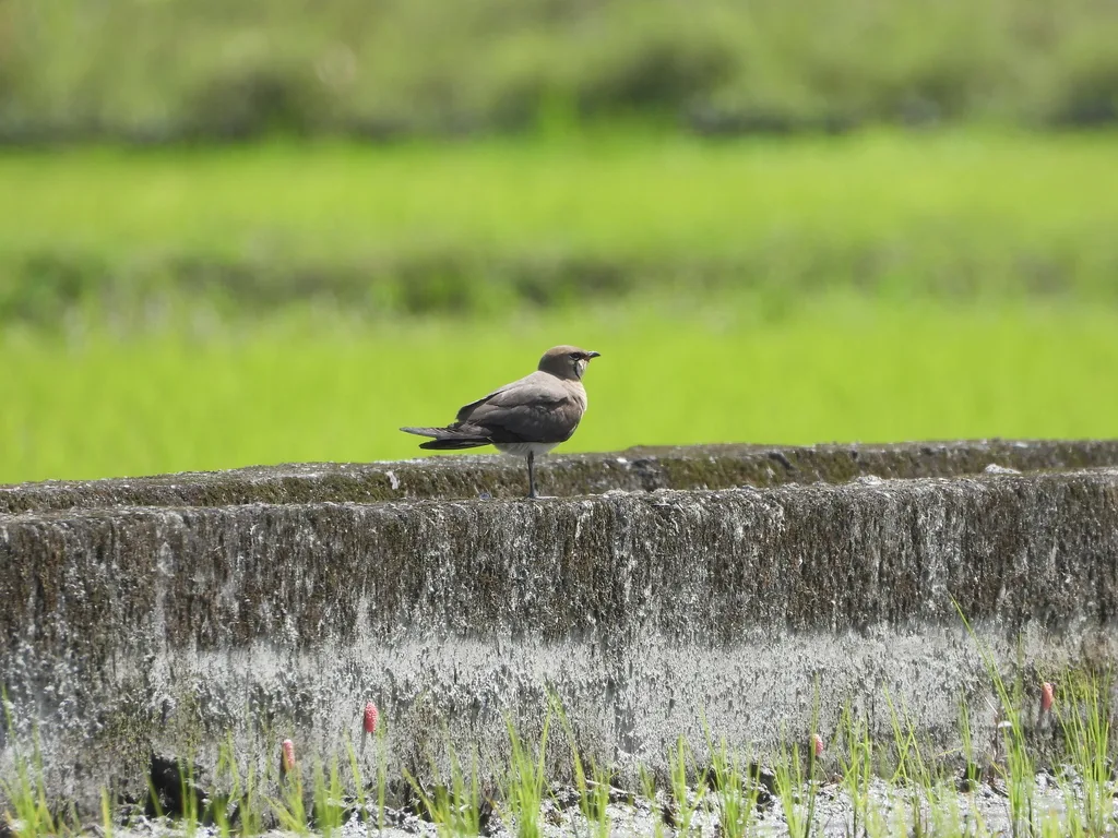 普通燕鸻(Glareola maldivarum)