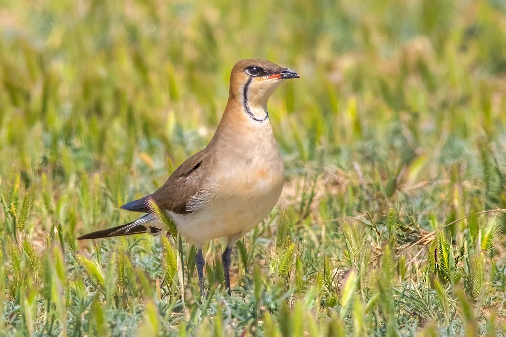 黑翅燕鸻（Glareola nordmanni）