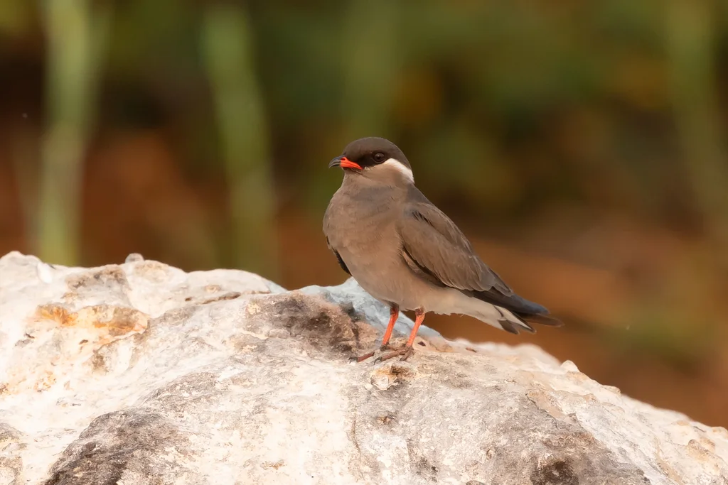 乌燕鸻(Glareola nuchalis)