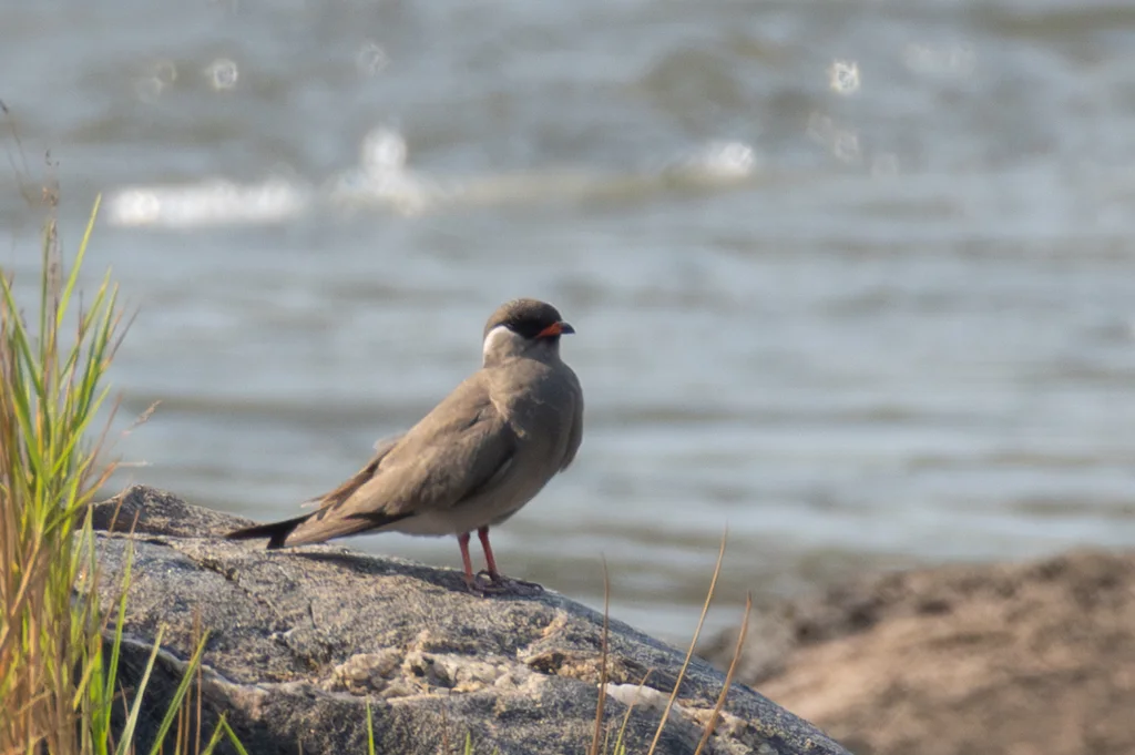 乌燕鸻(Glareola nuchalis)