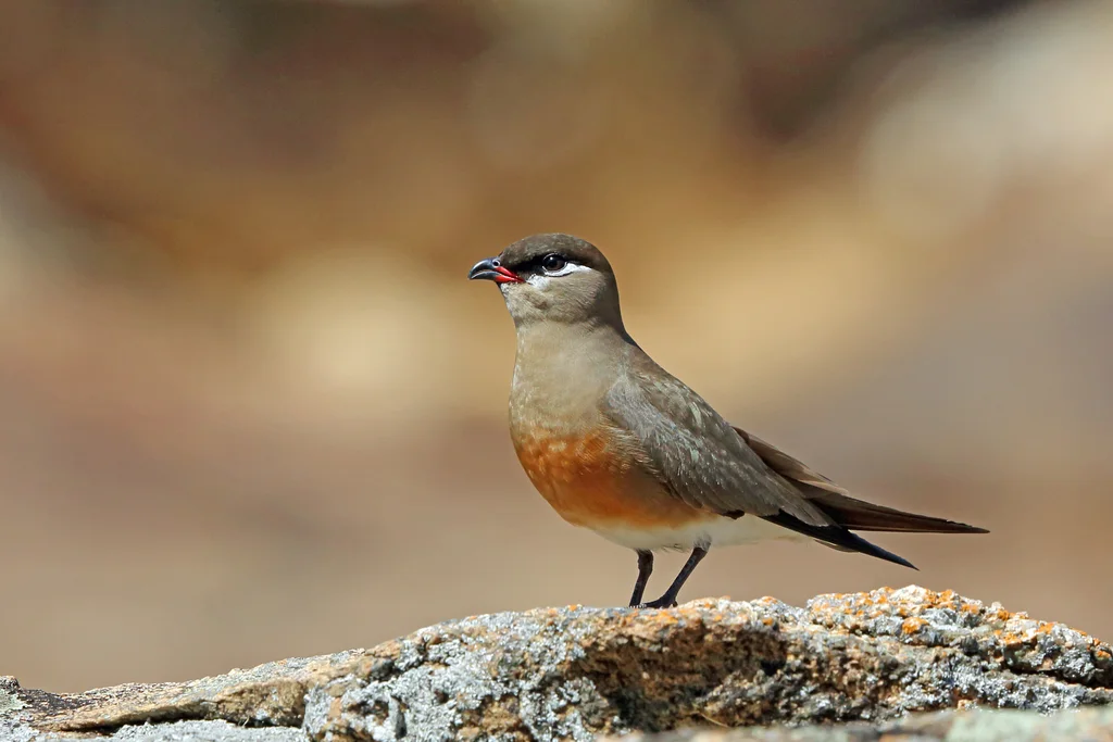 马岛燕鸻(Glareola ocularis)