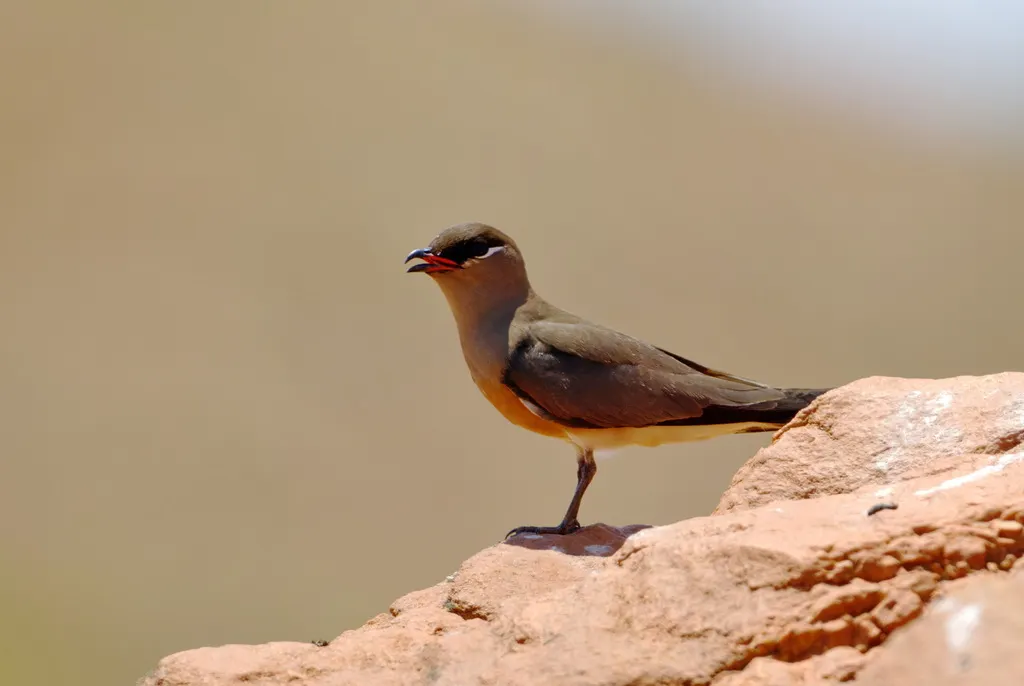 马岛燕鸻(Glareola ocularis)