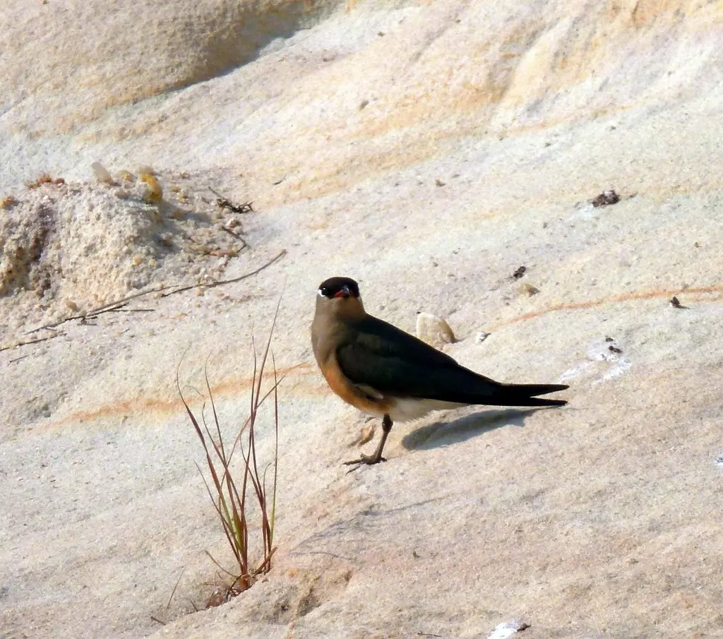 马岛燕鸻(Glareola ocularis)