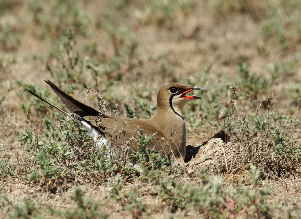 领燕鸻(Glareola pratincola)