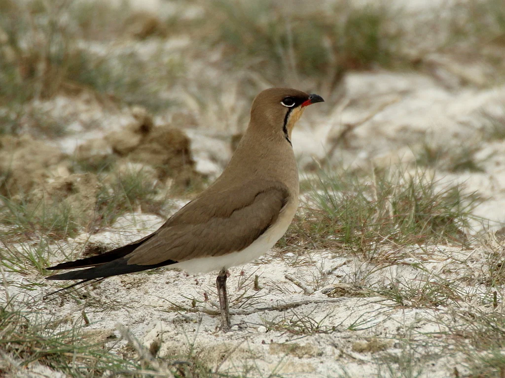 领燕鸻(Glareola pratincola)