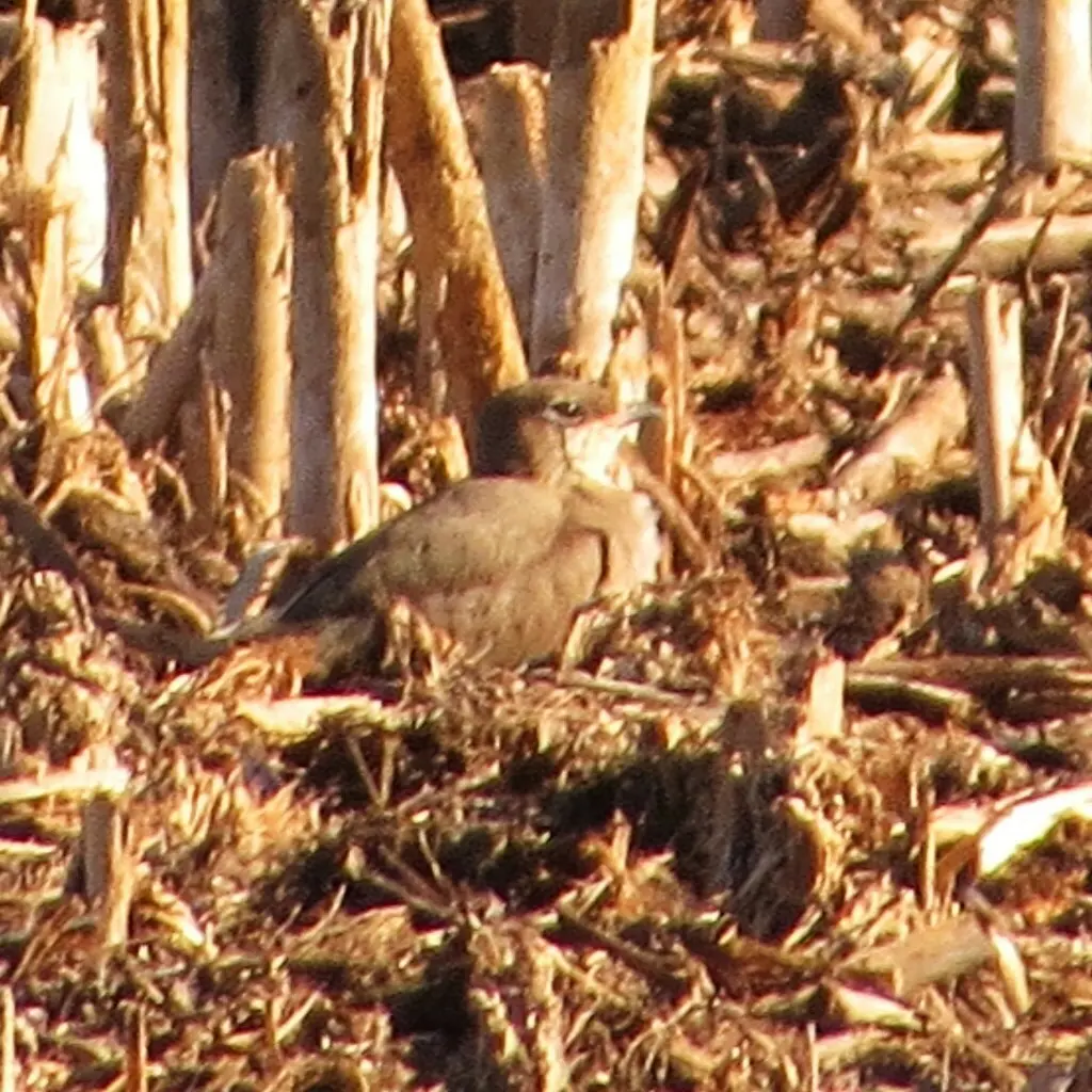 领燕鸻(Glareola pratincola)